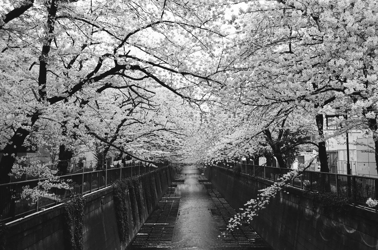 Kodak 白黒ネガフィルム トライ-X400 120 2本パック