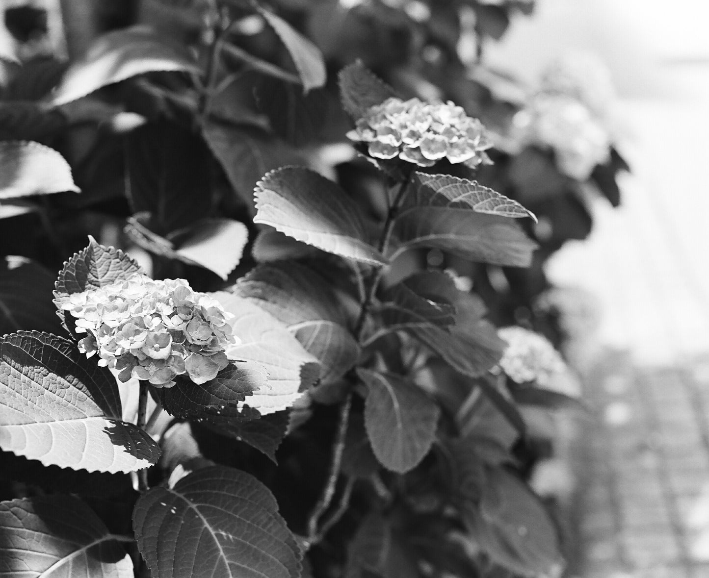 Kodak 白黒ネガフィルム トライ-X400 120 2本パック