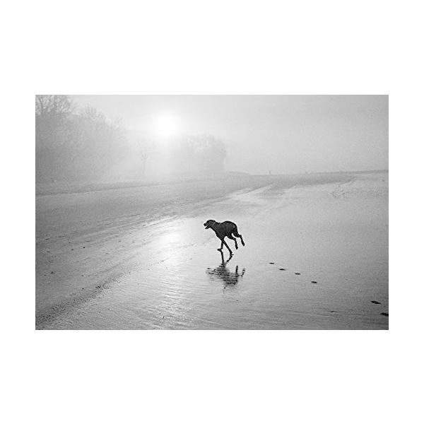 BERGGER Pancro 400 白黒フィルム 35mm 36枚撮 2本
