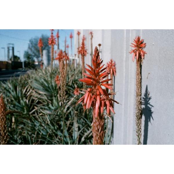 ORWO WOLFEN NC400 ISO400 カラーネガティブフィルム 35mm 36枚撮