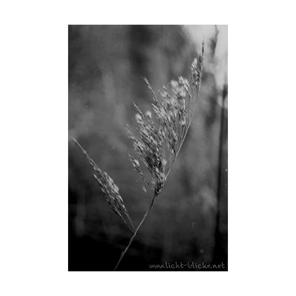ORWO UN54 ISO100 黒白ネガティブフィルム 35mm 36枚撮 10本セット