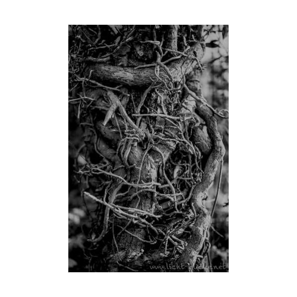 ORWO UN54 ISO100 黒白ネガティブフィルム 35mm 36枚撮 10本セット