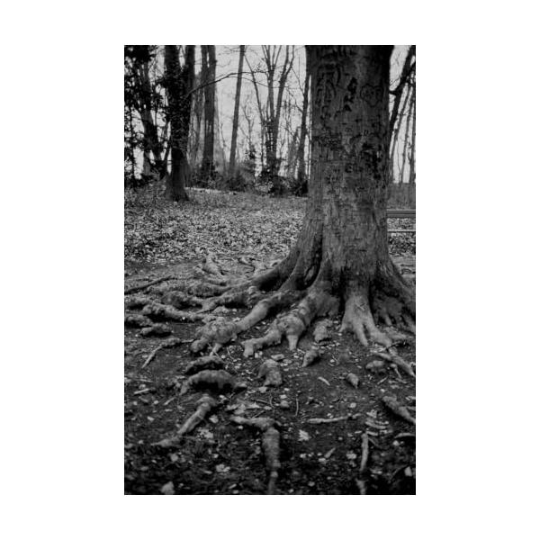 ORWO NP100 ISO100 黒白ネガティブフィルム 35mm 36枚撮 10本セット