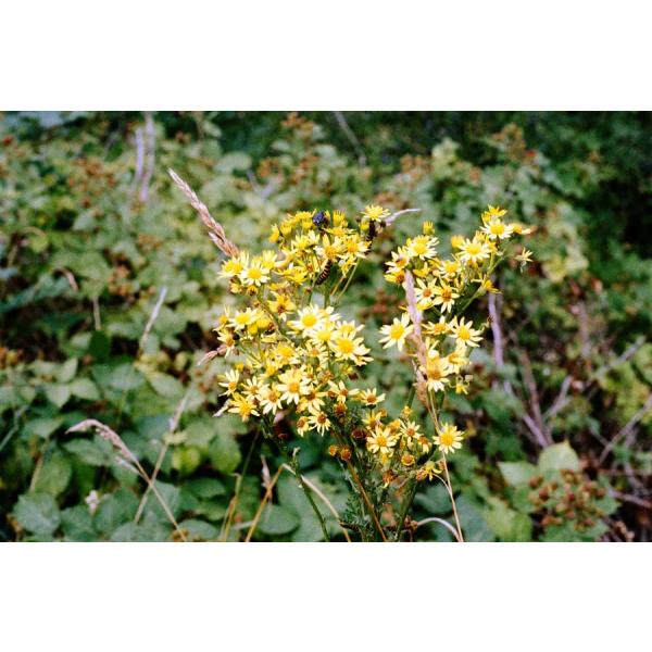 ORWO WOLFEN NC500 ISO400 カラーネガティブフィルム 35mm 36枚撮 10本セット