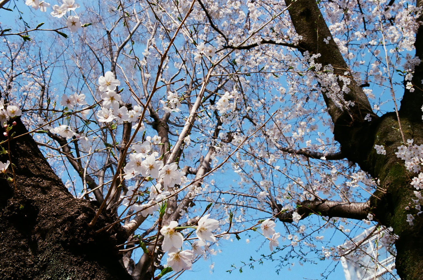 Kodak カラーネガフィルム ULTRAMAX 400 35mm 24枚撮 2本セット