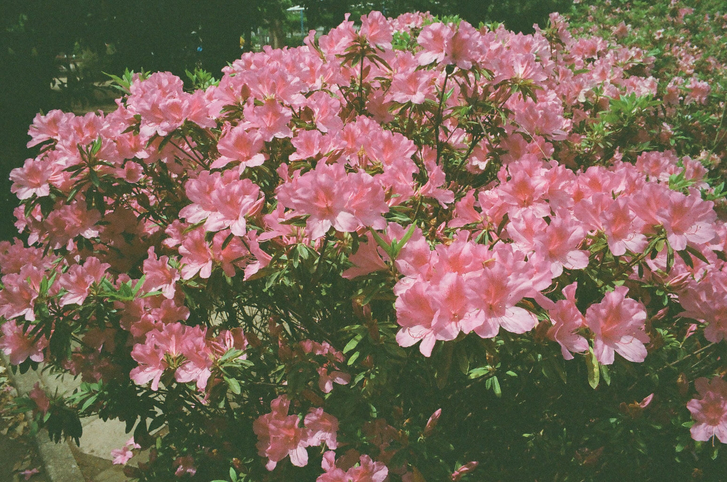 Kodak カラーネガフィルム ULTRAMAX 400 35mm 24枚撮 5本セット