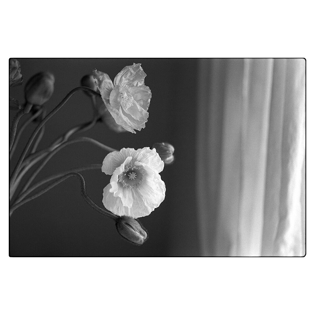 Kodak 白黒ネガフィルム トライ-X400 35mm 36枚撮 8667073