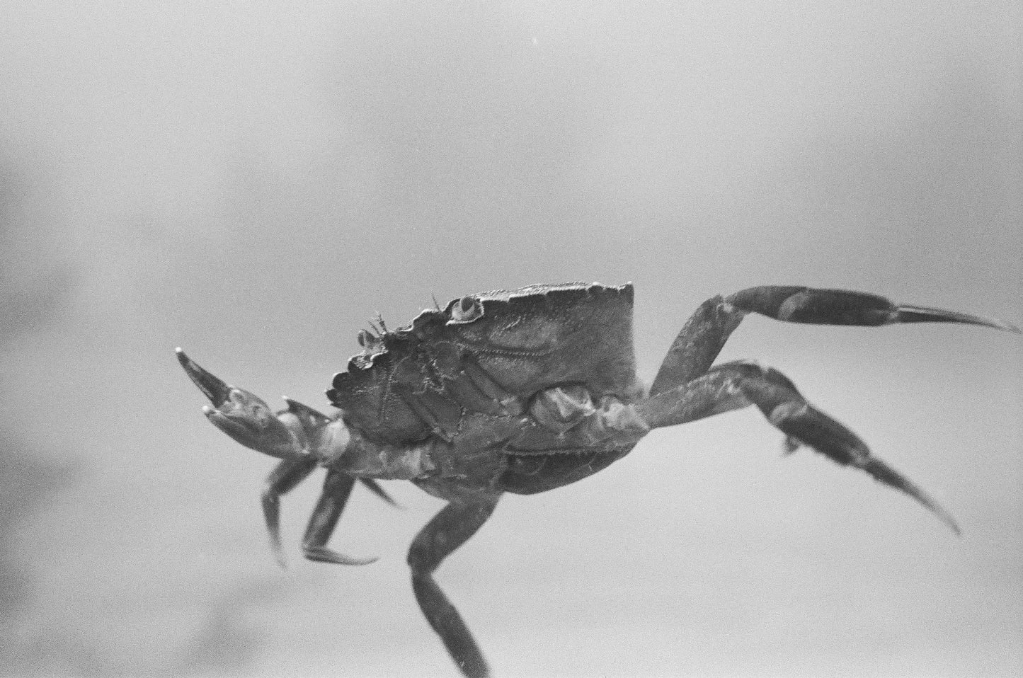 Kodak 白黒ネガフィルム トライ-X400 35mm 36枚撮 8667073