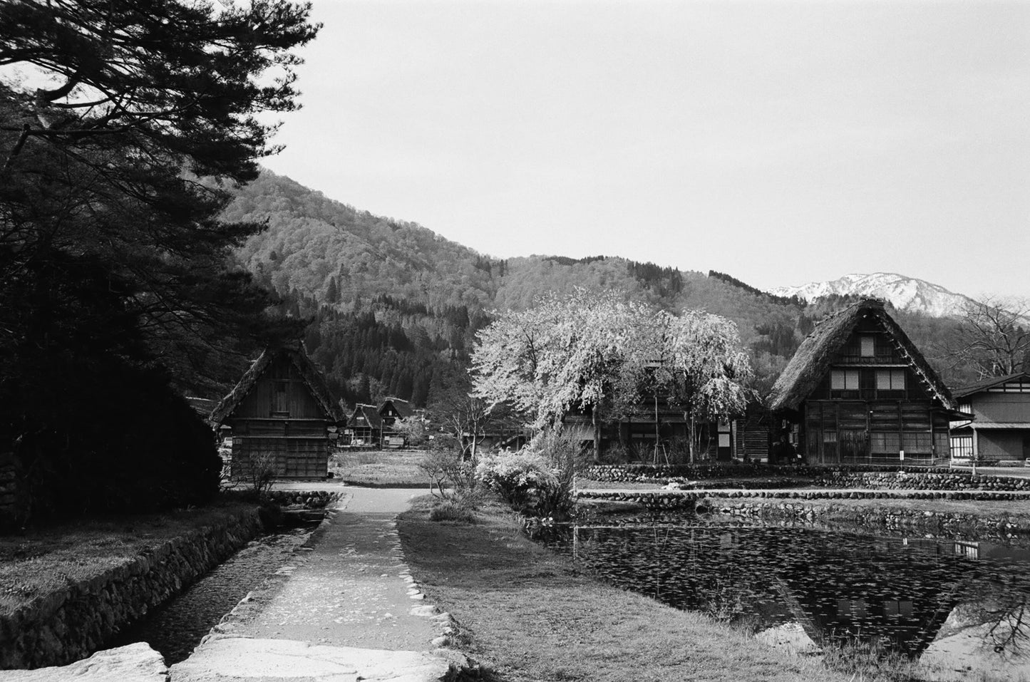 Kodak 白黒ネガフィルム トライ-X400 35mm 24枚撮 2本セット
