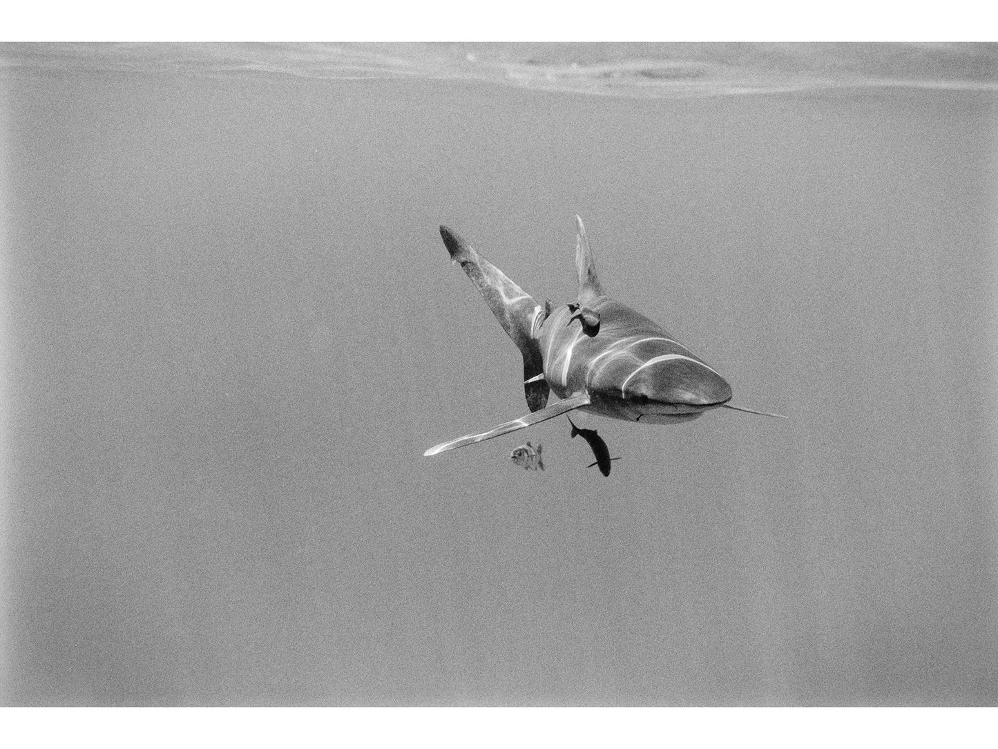 Kodak 白黒ネガフィルム T-MAX100 120 10本パック