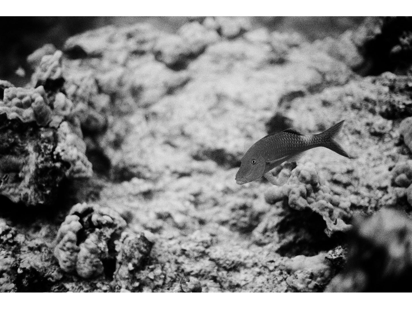Kodak 白黒ネガフィルム T-MAX100 35mm 24枚撮 8292443