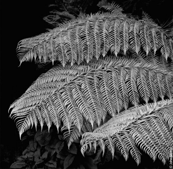 Kodak 黒白ネガフィルム T-MAX 400 35mm 36枚撮 5本セット