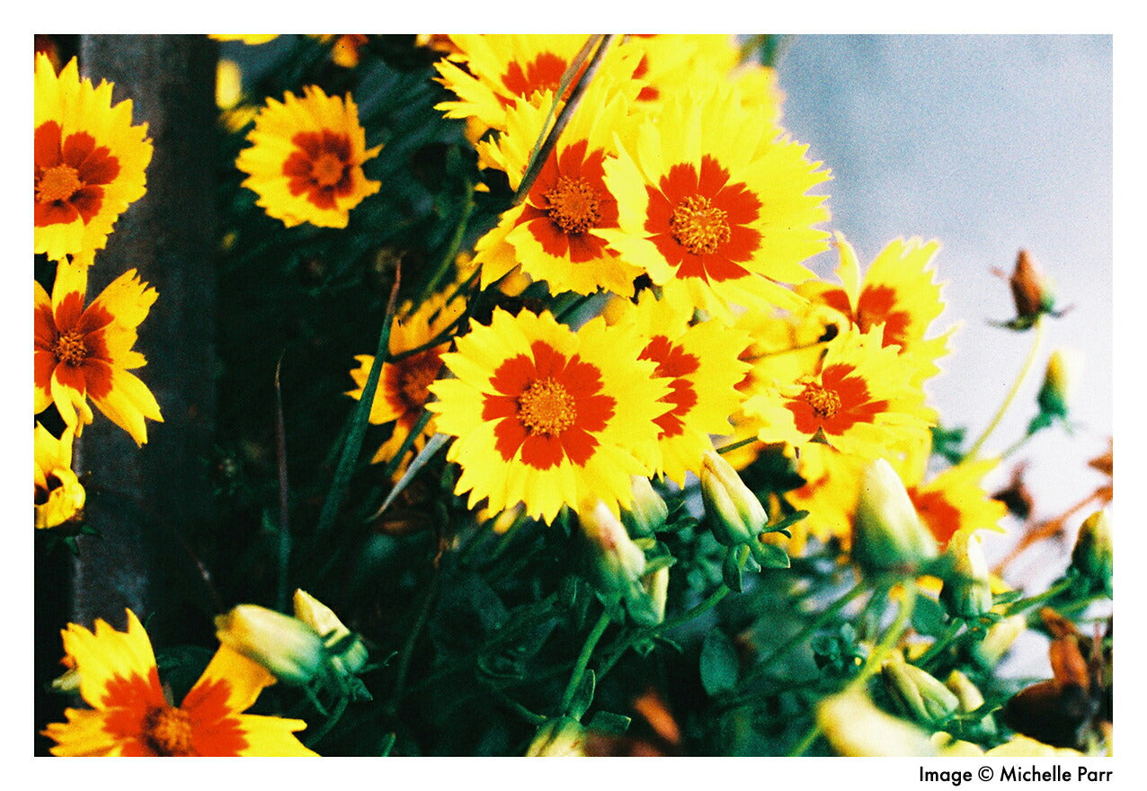 Harman カラーネガフィルム PHOENIX 200 35mm 36枚撮 2本set