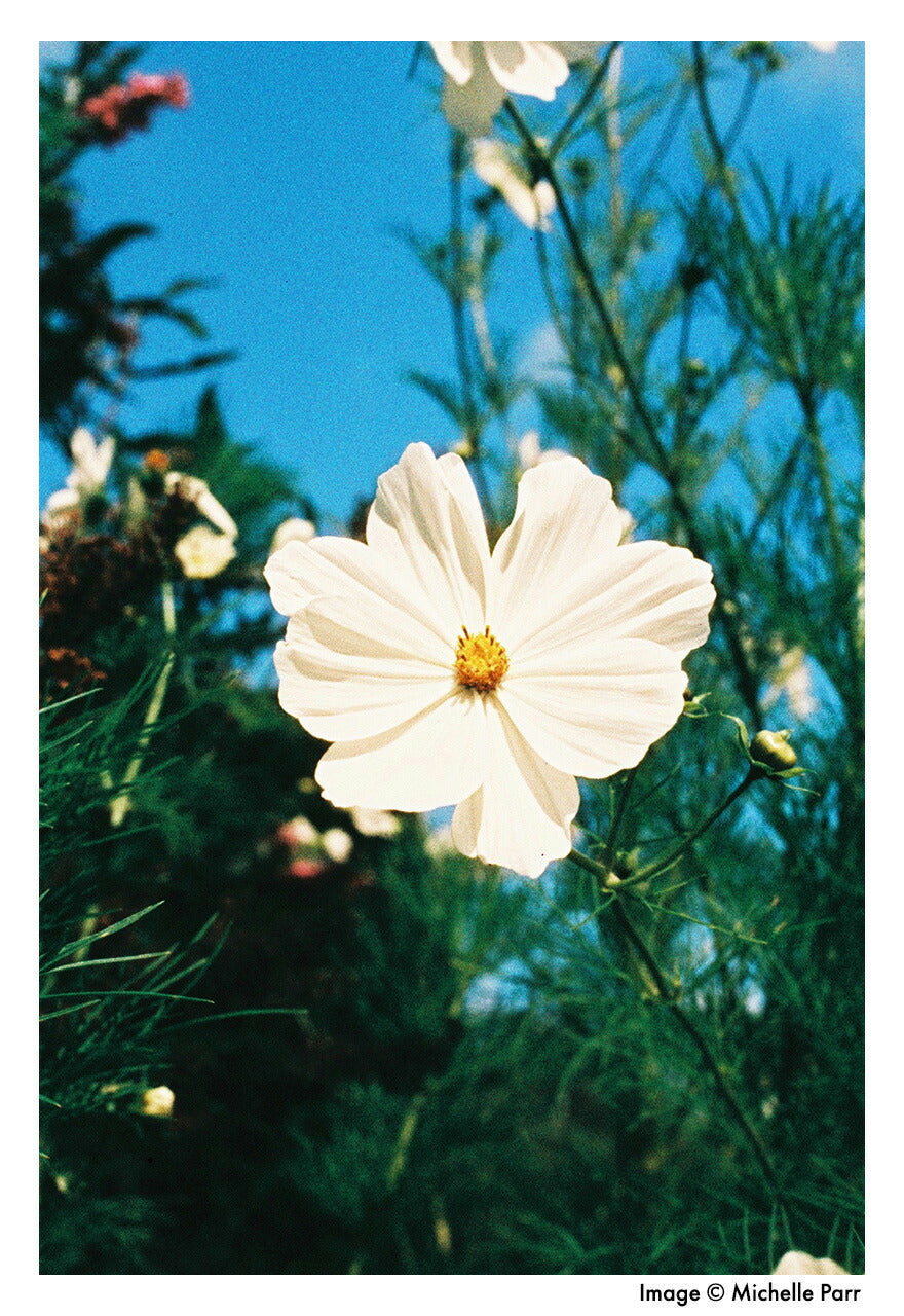 Harman カラーネガフィルム PHOENIX 200 35mm 36枚撮 2本set